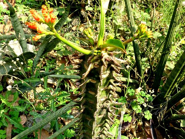 Little Palm Cactus